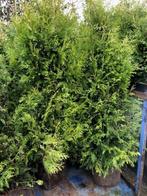 Conifeer Thuja "Brabant", Haagconifeer 180-200 cm NU € 14,95, Tuin en Terras, Planten | Struiken en Hagen, Haag, Conifeer, Ophalen