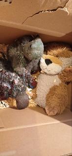 Edelpapegaaien edelpapegaai edel papegaai, Dieren en Toebehoren, Vogels | Parkieten en Papegaaien, Meerdere dieren, Papegaai, Geringd