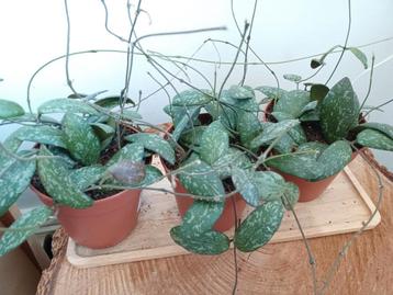 Volle Hoya Sigillatis Round Leaf!

 beschikbaar voor biedingen