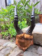 Gewei Hartebeest - taxidermie, Verzamelen, Dierenverzamelingen, Ophalen of Verzenden, Gebruikt, Hert, Gewei of Kop