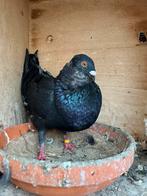 Jonge laudino, Dieren en Toebehoren, Vogels | Duiven, Vrouwelijk, Kropper