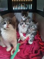 Schitterende Maine Coon Kittens met stamboom, Dieren en Toebehoren, Katten en Kittens | Raskatten | Langhaar, Meerdere dieren