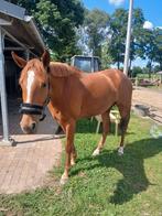 3 jarige King Kashmir TN merrie, Dieren en Toebehoren, Merrie, Onbeleerd, 160 tot 165 cm, 3 tot 6 jaar
