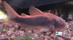 Corydoras aeneus, Dieren en Toebehoren, Vis, Zoetwatervis, Schoolvis