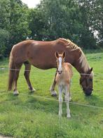 Veulen Vlaams-paard, Merrie, Niet van toepassing, Gechipt, 0 tot 2 jaar