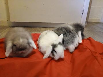 Konijnen beschikbaar voor biedingen