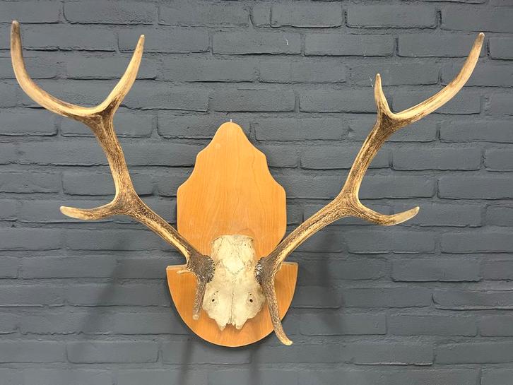 Herten gewei op houten schild, Huis en Inrichting, Woonaccessoires | Wanddecoraties, Gebruikt, Ophalen of Verzenden