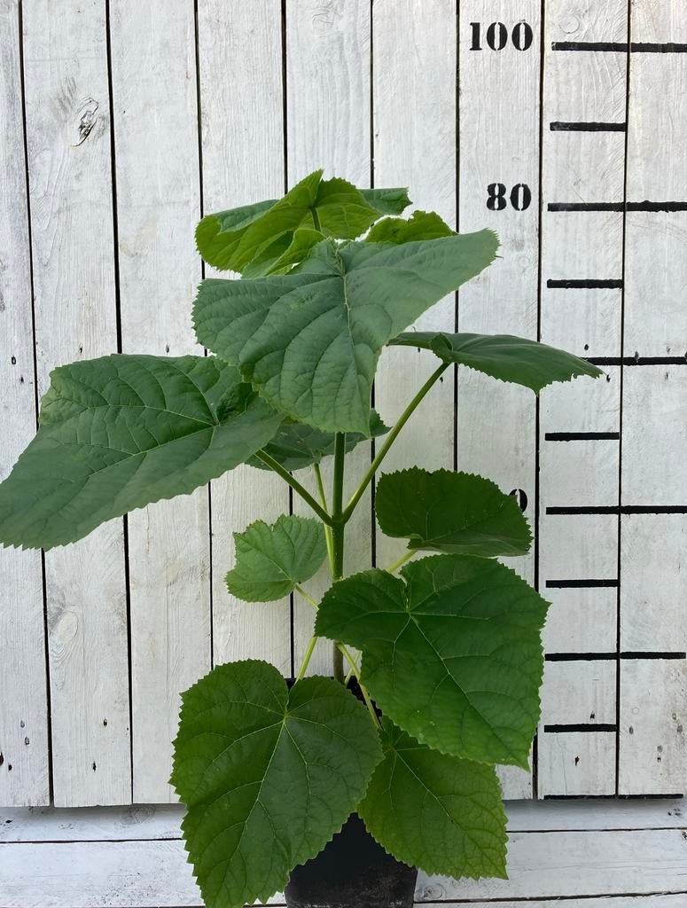 Paulownia Tomentosa - Keizersboom, Lente, 100 tot 250 cm, Volle zon, In pot