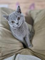 Britse korthaar poes 6 maanden, Dieren en Toebehoren, Katten en Kittens | Raskatten | Korthaar, Poes, Ontwormd, 0 tot 2 jaar