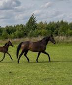 Dressuurmerrie met merrieveulen, Merrie, Gechipt, Niet van toepassing, Dressuurpaard