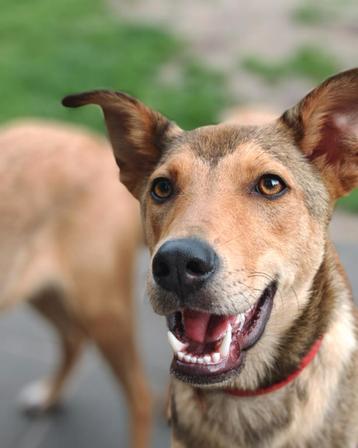 Lieve aanhankelijke pup ter adoptie beschikbaar voor biedingen