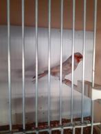 3 kanarie mannen .zitten koud, Dieren en Toebehoren, Vogels | Kanaries, Mannelijk, Kleurkanarie