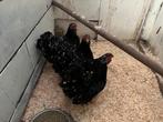 Wyandotte kippen, Dieren en Toebehoren, Meerdere dieren, Kip