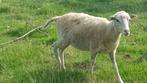 3 Stamboek Skudde ooien, Vrouwelijk, Schaap, 0 tot 2 jaar