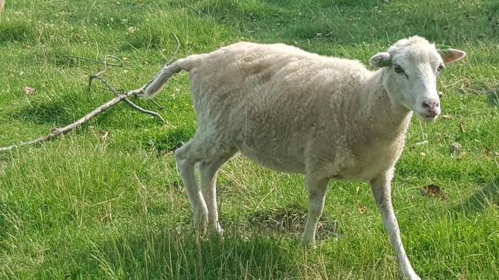 3 Stamboek Skudde ooien, Dieren en Toebehoren, Schapen, Geiten en Varkens, Schaap, Vrouwelijk, 0 tot 2 jaar