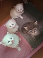 4 Super mooie en lieve Main Coon/ Noorse Boskat kittens, Meerdere dieren, Langharig, 0 tot 2 jaar