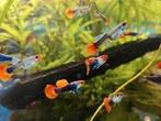 Guppen toxedo koi *** NOG 10 TE KOOP ***, Vis, Zoetwatervis, Schoolvis