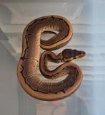 Nr manderin pinstripe dh dg pied, Dieren en Toebehoren, Reptielen en Amfibieën, Slang, 0 tot 2 jaar