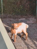 Prachtig dwerggeitje, Dieren en Toebehoren, Vrouwelijk, Geit, 0 tot 2 jaar