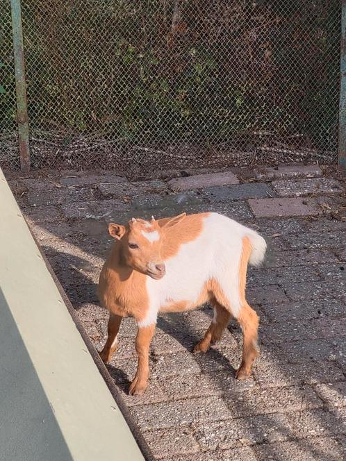 Prachtig dwerggeitje, Dieren en Toebehoren, Schapen, Geiten en Varkens, Geit, Vrouwelijk, 0 tot 2 jaar