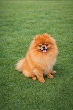 mooie orange pomeranian reu met fci stamboom ( niet te koop), 6 jaar of ouder, Reu, Meerdere, Nederland