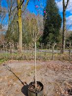 Magnolia 'Susan', Halfschaduw, Lente, 100 tot 250 cm, Ophalen