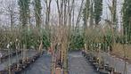 Fruitbomen uit voorraad, Ophalen, 100 tot 250 cm, Overige soorten, Lente