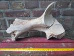 Mammoet bot / botten groot mammuthus Pleistoceen wolharig, Ophalen of Verzenden, Fossiel