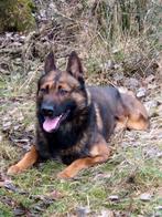 XMH 5 jaar, Dieren en Toebehoren, Reu, Parvo, Eén hond, 3 tot 5 jaar