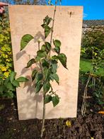 WITTE SERINGENBOOMPJE OP STAM, Ophalen, Overige soorten, Volle zon