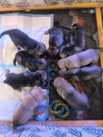 Tsjechoslowaakse wolfhond x Mechel-Podenco pups, Parvo, Overige rassen, 8 tot 15 weken, Meerdere