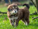 Te koop Tibetaanse mastiff x Tatra Poolse berghond pups pup, Dieren en Toebehoren, Rabiës (hondsdolheid), Overige rassen, 8 tot 15 weken