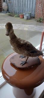 Opgezette eend uit Frankrijk, Dieren en Toebehoren, Pluimvee, Mannelijk, Eend