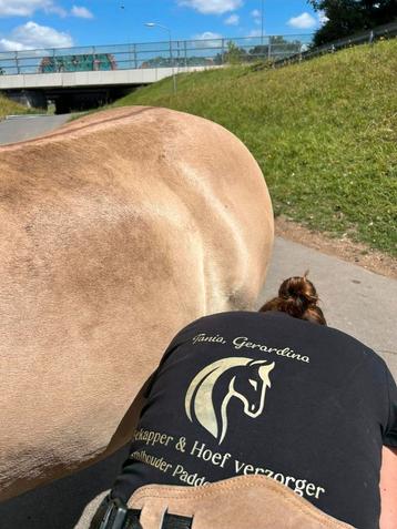 Bekappen/ Hoefverzorger paarden beschikbaar voor biedingen