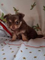Chihuahua reutje, Dieren en Toebehoren, Honden | Chihuahua's en Gezelschapshonden, Rabiës (hondsdolheid), Reu, 8 tot 15 weken