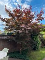 Japanse esdoorn circa 450 cm hoog, Tuin en Terras, Planten | Bomen, Ophalen, Bloeit niet, Halfschaduw, Overige soorten