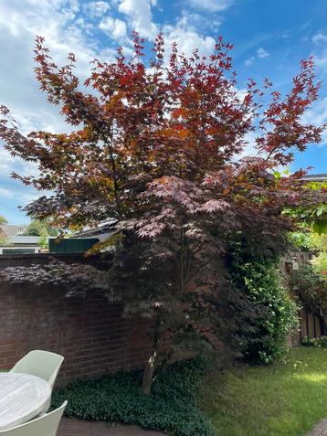 Japanse esdoorn circa 450 cm hoog beschikbaar voor biedingen