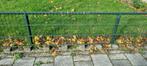 Garden fence, Ophalen, Gebruikt, Staal, 200 cm of meer