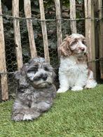 Cockapoo pups | Dwergpoedel x Engelse Cocker Spaniël, Dieren en Toebehoren, Nederland, CDV (hondenziekte), 8 tot 15 weken, Meerdere