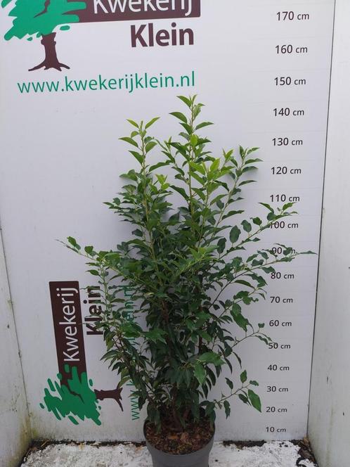 Portugese laurier, Tuin en Terras, Planten | Struiken en Hagen, Laurier, Ophalen