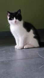 Kruising ragdoll kittens, Meerdere dieren, Ontwormd, 0 tot 2 jaar
