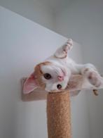 Lief en knap katertje, Kater, Kortharig, 0 tot 2 jaar