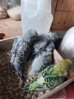 BABYS ENGELSEPARKIETEN TE KOOP, Dieren en Toebehoren, Geslacht onbekend, Dwergpapegaai of Agapornis, Tam