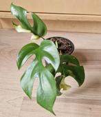 Monstera Tetrasperma Minima Albo Variegata, Ophalen of Verzenden