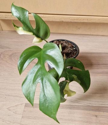 Monstera Tetrasperma Minima Albo Variegata beschikbaar voor biedingen
