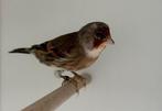 Bastaard putter x kanarie mannen, Meerdere dieren, Geringd