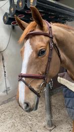 CWD anatomisch hoofdstel met rood randje maat Full, Dieren en Toebehoren, Paarden en Pony's | Hoofdstellen en Tuigage, Ophalen of Verzenden