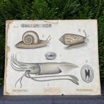 Noorse schoolplaat Weekdieren – Dybdahl – 1900, Antiek en Kunst, Antiek | Schoolplaten, Ophalen of Verzenden, Natuur en Biologie