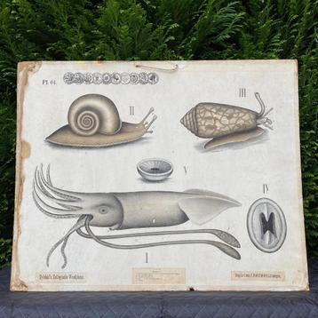 Noorse schoolplaat Weekdieren – Dybdahl – 1900 beschikbaar voor biedingen