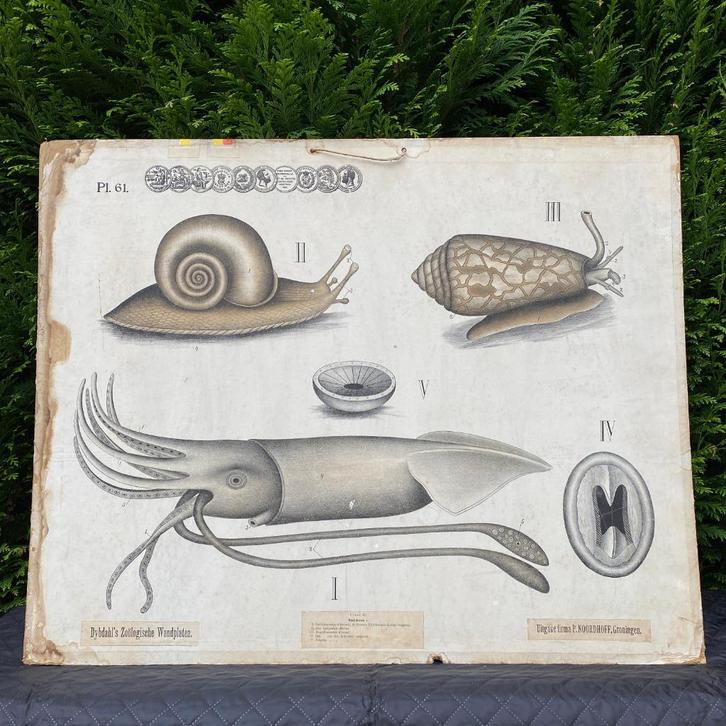 Noorse schoolplaat Weekdieren – Dybdahl – 1900, Antiek en Kunst, Antiek | Schoolplaten, Natuur en Biologie, Ophalen of Verzenden